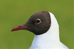 Black-headed Gull